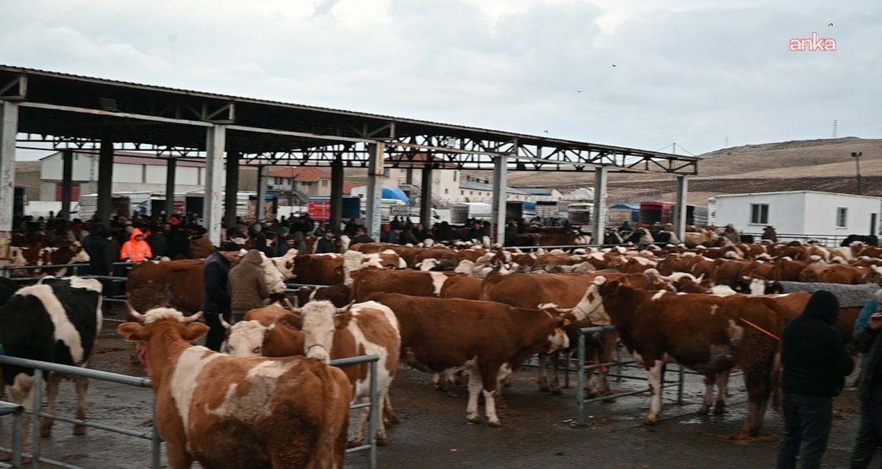 igdirda sap alarmi hayvan pazari kapatildi y5LbGQFZ