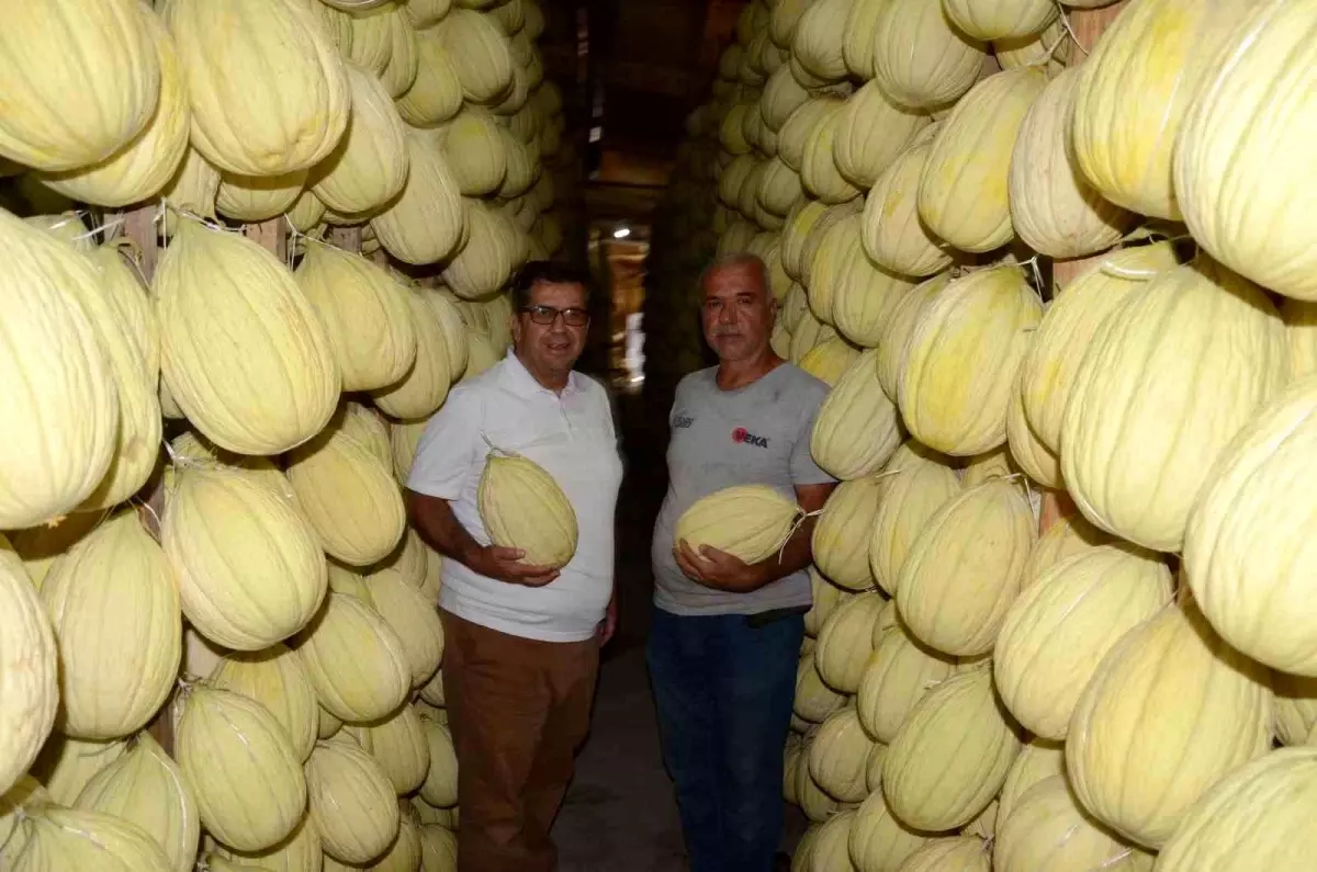 kirkagac kavunu kisa hazir wZBjYBtg