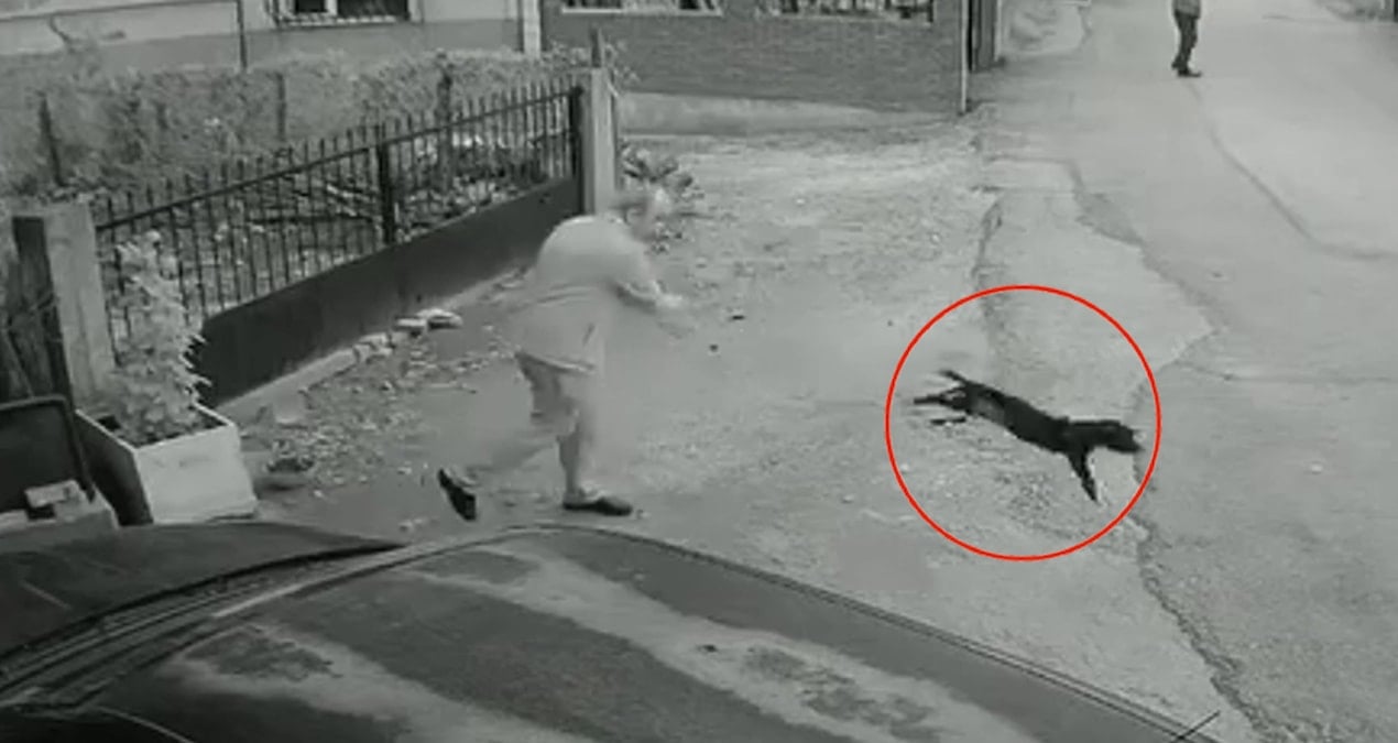 kocaelide vahset ani kamerada yavru kopegi kuyrugundan tutup yere firlatti WbaD55JV