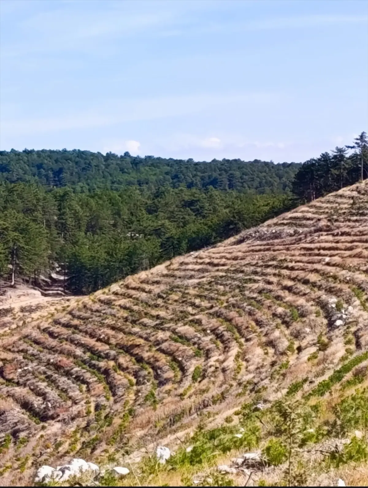 nallihanda yangin sonrasi 2 milyon fidan dikildi Ky6V3qaU