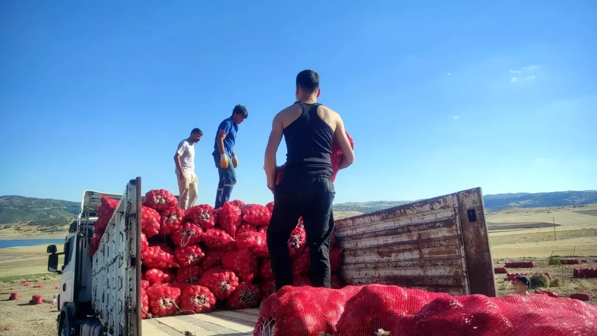 yozgatta sogan hasadi imece usuluyle yapiliyor RMnyzEUR.jpg