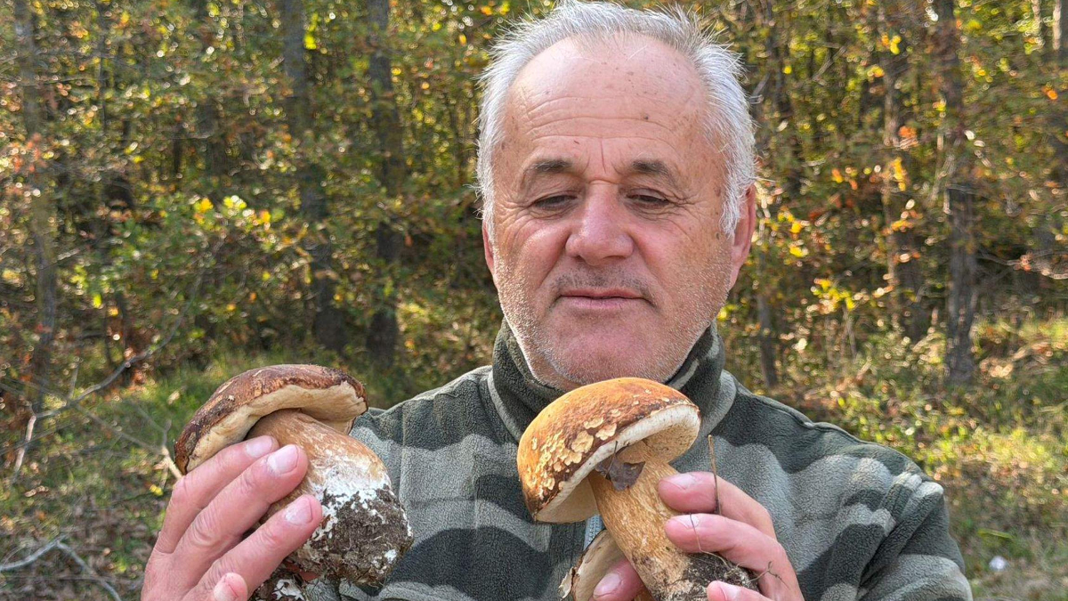 tekirdag istranca ormanlarinda mantar populasyonu azaldi xdU2QDvm.jpg